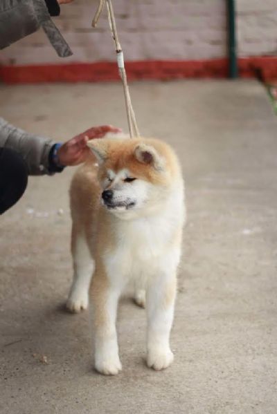 Akita Inu